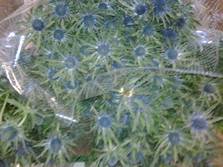 eryngium